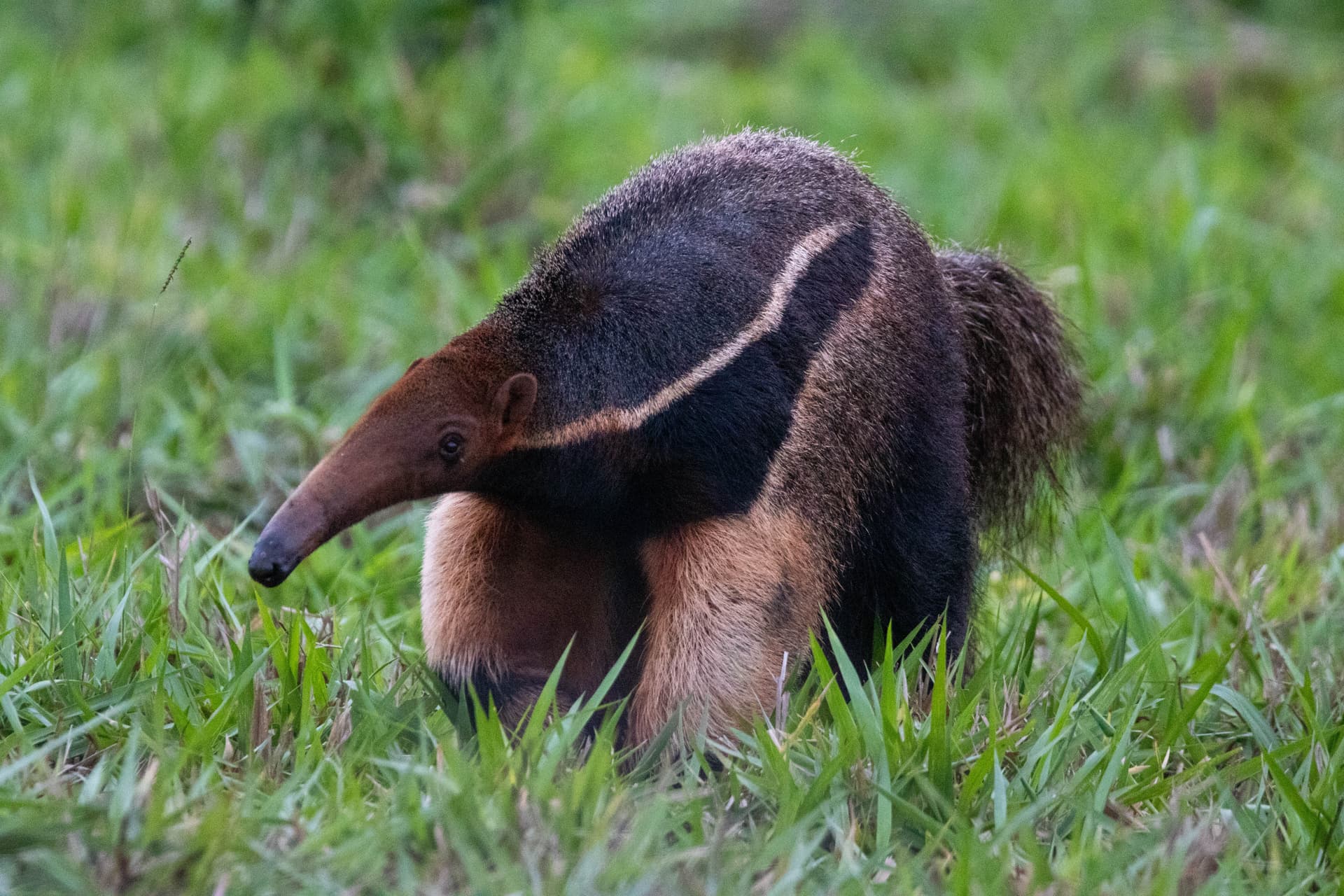 Gran Chaco Wildlife Safari 2